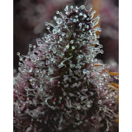 Cherry Poppers - Barney's Farm Seeds | Feminized Cannabis Seeds Cherry Poppers - Barney's Farm Seeds | Feminized Cannabis Seeds