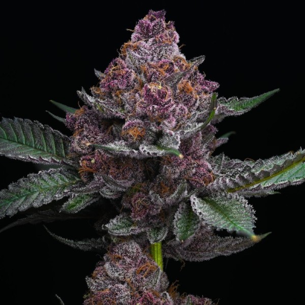 Cherry Poppers - Barney's Farm Seeds | Feminized