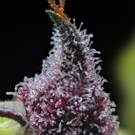 Cherry Poppers - Barney's Farm Seeds | Feminized Cannabis Seeds Cherry Poppers - Barney's Farm Seeds | Feminized Cannabis Seeds