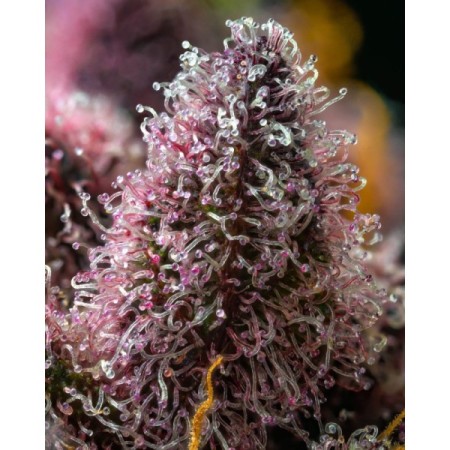 Cherry Poppers - Barney's Farm Seeds | Feminized Cannabis Seeds Cherry Poppers - Barney's Farm Seeds | Feminized Cannabis Seeds