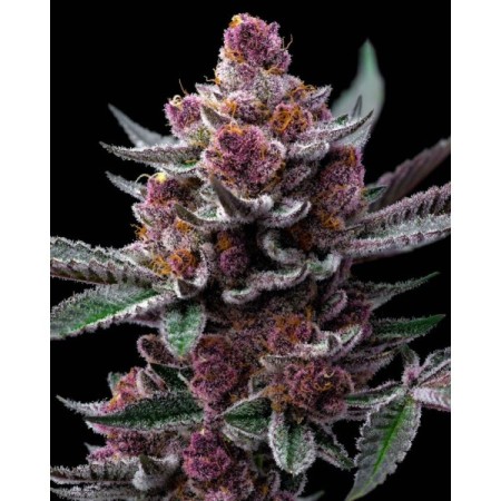 Cherry Poppers - Barney's Farm Seeds | Feminized Cannabis Seeds Cherry Poppers - Barney's Farm Seeds | Feminized Cannabis Seeds