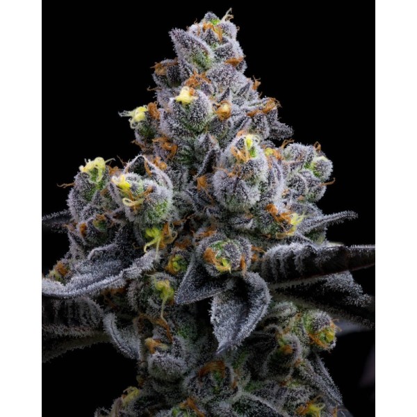 Garlic Cookies - Barney's Farm Seeds | Feminized