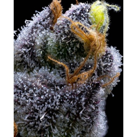 Garlic Cookies - Barney's Farm Seeds | Feminized Cannabis Seeds Garlic Cookies - Barney's Farm Seeds | Feminized Cannabis Seeds
