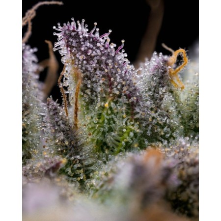 Gmo Cookies - Barney's Farm Seeds | Feminized Cannabis Seeds Gmo Cookies - Barney's Farm Seeds | Feminized Cannabis Seeds