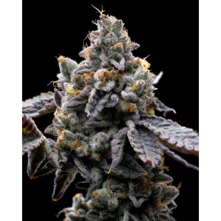 Gmo Cookies - Barney's Farm Seeds | Feminized Cannabis Seeds