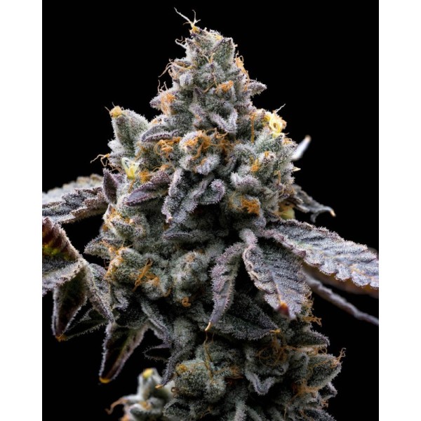 Gmo Cookies - Barney's Farm Seeds | Feminized