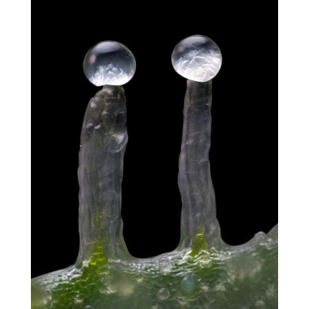 Jealousy - Barney's Farm Seeds | Feminized Cannabis Seeds