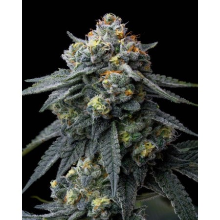 Jealousy - Barney's Farm Seeds | Feminized Cannabis Seeds