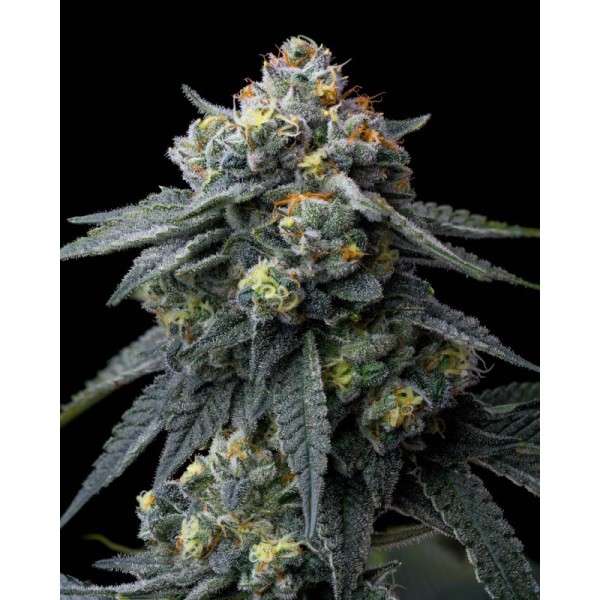 Jealousy - Barney's Farm Seeds | Feminized