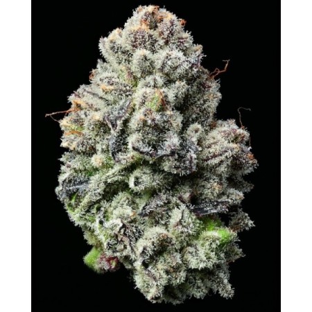 Lemon Cherry Gelato - Barney's Farm Seeds | Feminized