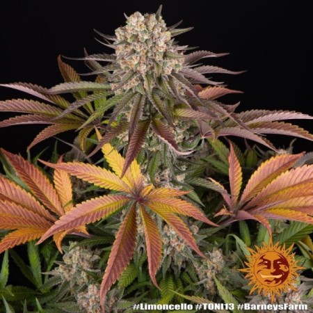 Limoncello - Barney's Farm Seeds | Feminized Cannabis Seeds
