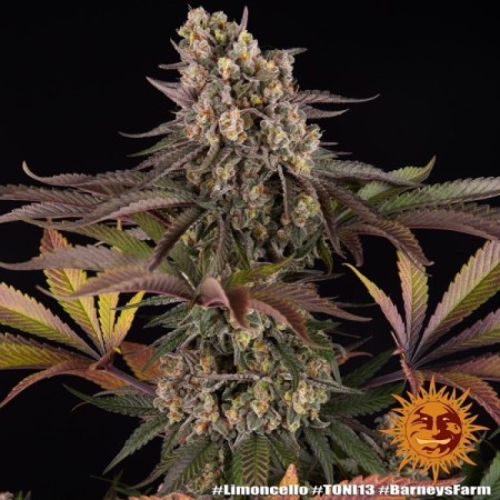 Limoncello - Barney's Farm Seeds | Feminized Cannabis Seeds