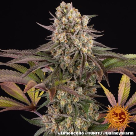 Limoncello - Barney's Farm Seeds | Feminized Cannabis Seeds