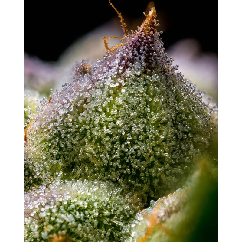 Mendo Breath - Barney's Farm Seeds | Feminized Cannabis Seeds