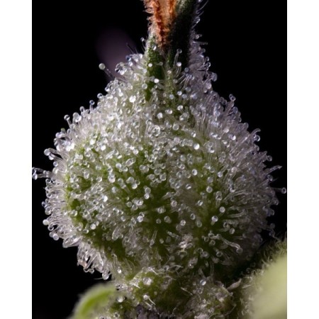 Mendo Breath - Barney's Farm Seeds | Feminized Cannabis Seeds