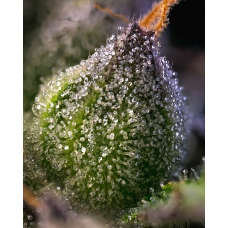 Rainbow Sherbet - Barney's Farm Seeds | Feminized Cannabis Seeds Rainbow Sherbet - Barney's Farm Seeds | Feminized Cannabis Seeds