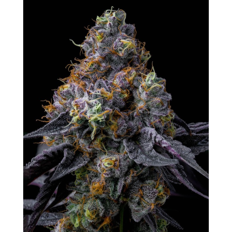 Rainbow Sherbet - Barney's Farm Seeds | Feminized Cannabis Seeds Rainbow Sherbet - Barney's Farm Seeds | Feminized Cannabis Seeds