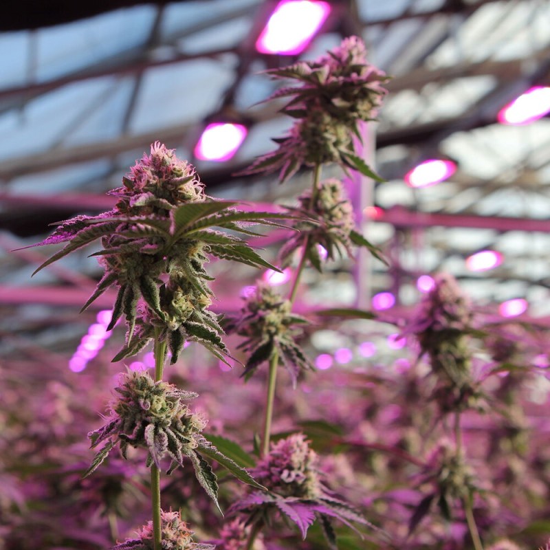 Rs11 X Banana Og - Barney's Farm Seeds | Feminized