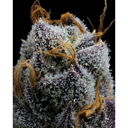 White Runtz - Barney's Farm Seeds | Feminized Cannabis Seeds
