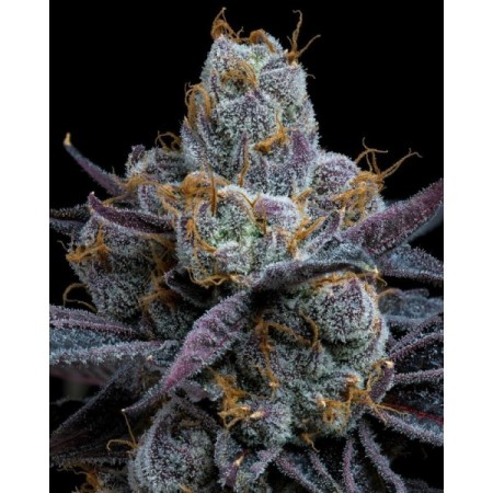 White Runtz - Barney's Farm Seeds | Feminized Cannabis Seeds