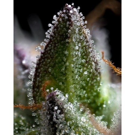 Zoap - Barney's Farm Seeds | Feminized Cannabis Seeds