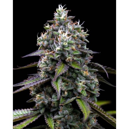 Zoap - Barney's Farm Seeds | Feminized Cannabis Seeds