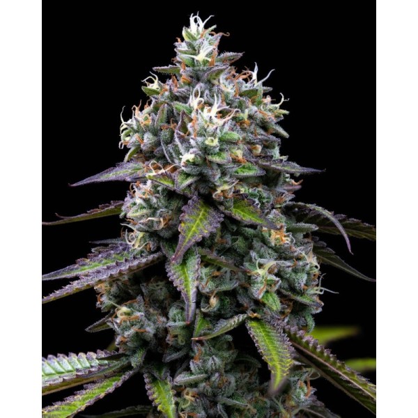 Zoap - Barney's Farm Seeds | Feminized