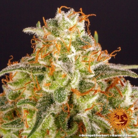 Orange Sherbert - Barney's Farm Seeds | Feminized Cannabis Seeds Orange Sherbert - Barney's Farm Seeds | Feminized Cannabis Seeds
