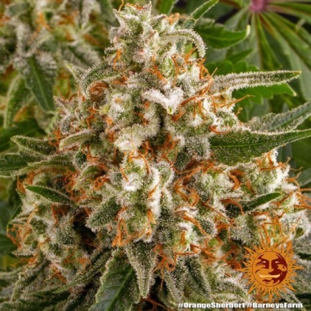 Orange Sherbert - Barney's Farm Seeds | Feminized Cannabis Seeds Orange Sherbert - Barney's Farm Seeds | Feminized Cannabis Seeds