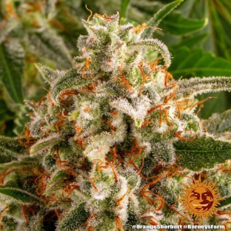 Orange Sherbert - Barney's Farm Seeds | Feminized Cannabis Seeds Orange Sherbert - Barney's Farm Seeds | Feminized Cannabis Seeds