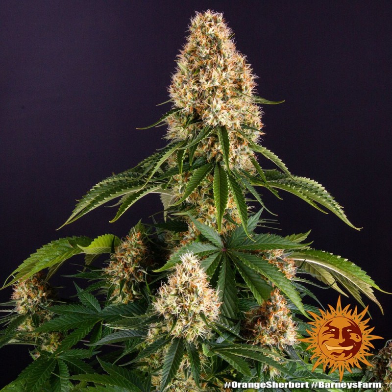Orange Sherbert - Barney's Farm Seeds | Feminized Cannabis Seeds Orange Sherbert - Barney's Farm Seeds | Feminized Cannabis Seeds
