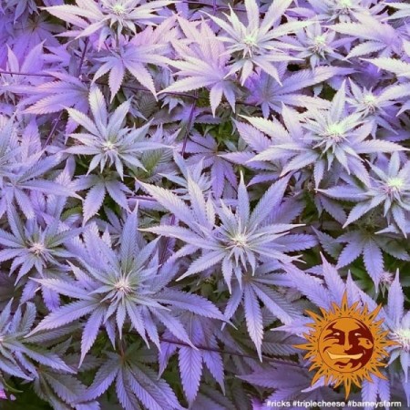 Triple Cheese - Barney's Farm Seeds | Feminized Cannabis Seeds Triple Cheese - Barney's Farm Seeds | Feminized Cannabis Seeds