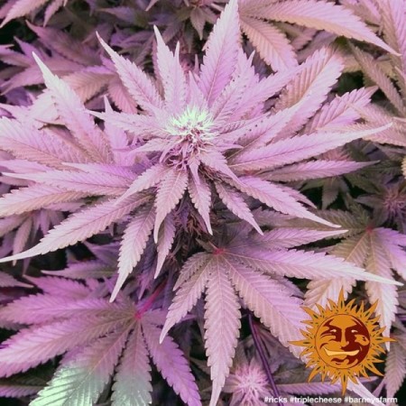 Triple Cheese - Barney's Farm Seeds | Feminized Cannabis Seeds Triple Cheese - Barney's Farm Seeds | Feminized Cannabis Seeds