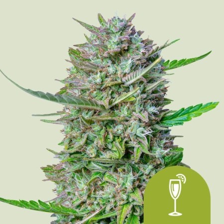 Mimosa - Royal Queen Seeds | Autoflowering Cannabis Seeds