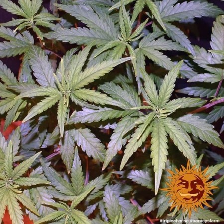 Triple Cheese - Barney's Farm Seeds | Feminized Cannabis Seeds Triple Cheese - Barney's Farm Seeds | Feminized Cannabis Seeds
