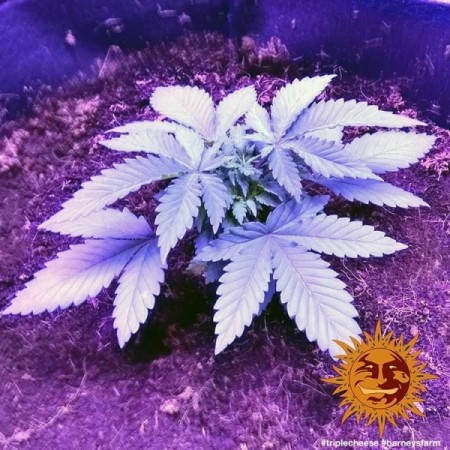 Triple Cheese - Barney's Farm Seeds | Feminized Cannabis Seeds Triple Cheese - Barney's Farm Seeds | Feminized Cannabis Seeds
