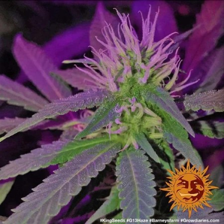 G13 Haze - Barney's Farm Seeds | Feminized Cannabis Seeds G13 Haze - Barney's Farm Seeds | Feminized Cannabis Seeds