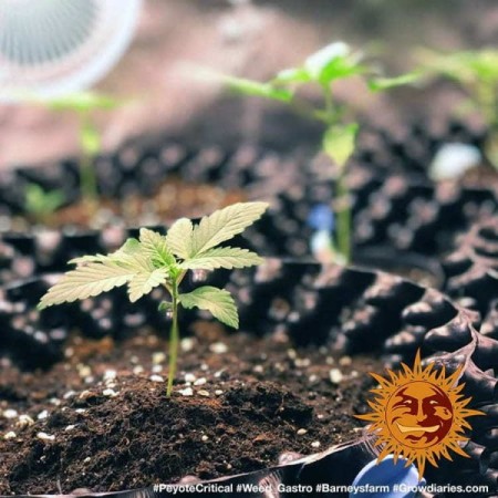 Peyote Critical - Barney's Farm Seeds | Feminized Cannabis Seeds Peyote Critical - Barney's Farm Seeds | Feminized Cannabis Seeds