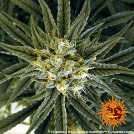 Peyote Cookies - Barney's Farm Seeds | Feminized Cannabis Seeds Peyote Cookies - Barney's Farm Seeds | Feminized Cannabis Seeds