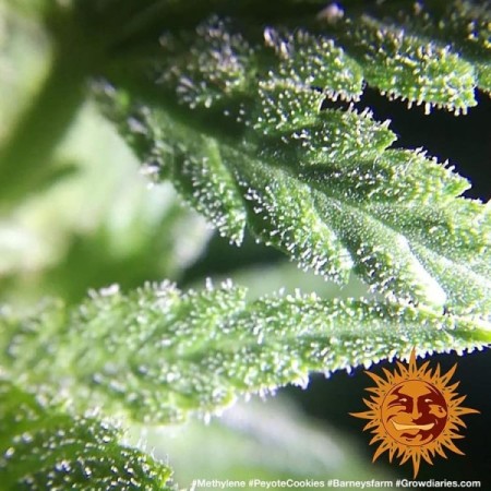 Peyote Cookies - Barney's Farm Seeds | Feminized Cannabis Seeds Peyote Cookies - Barney's Farm Seeds | Feminized Cannabis Seeds
