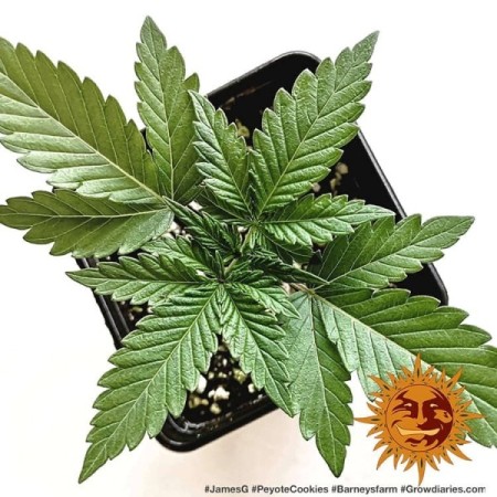 Peyote Cookies - Barney's Farm Seeds | Feminized Cannabis Seeds Peyote Cookies - Barney's Farm Seeds | Feminized Cannabis Seeds