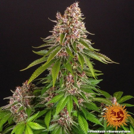 Pink Kush - Barney's Farm Seeds | Feminized Cannabis Seeds Pink Kush - Barney's Farm Seeds | Feminized Cannabis Seeds