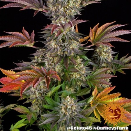 Gelato Nr. 45 - Barney's Farm Seeds | Feminized Cannabis Seeds