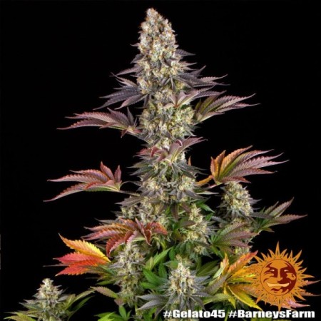 Gelato Nr. 45 - Barney's Farm Seeds | Feminized Cannabis Seeds