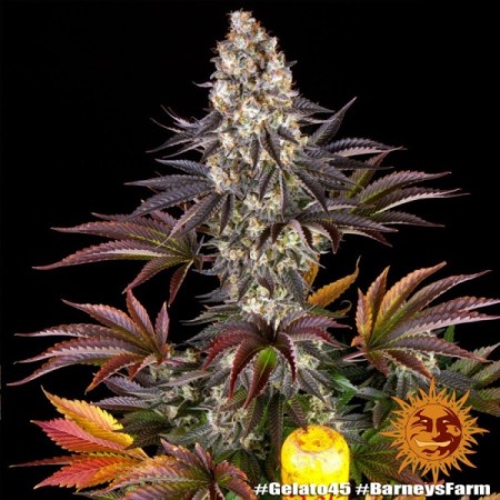 Gelato Nr. 45 - Barney's Farm Seeds | Feminized Cannabis Seeds