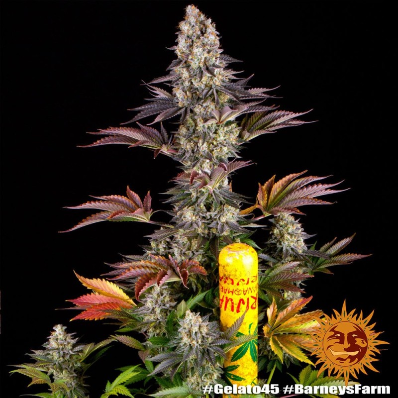Gelato Nr. 45 - Barney's Farm Seeds | Feminized Cannabis Seeds