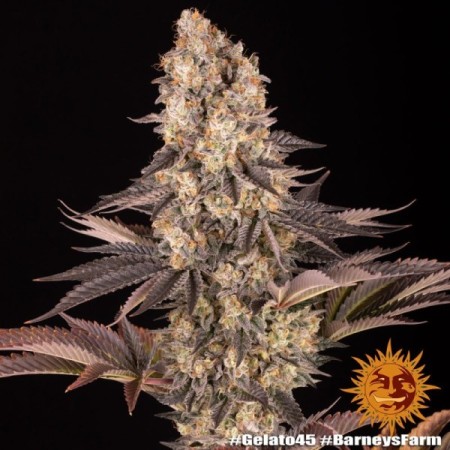 Gelato Nr. 45 - Barney's Farm Seeds | Feminized Cannabis Seeds