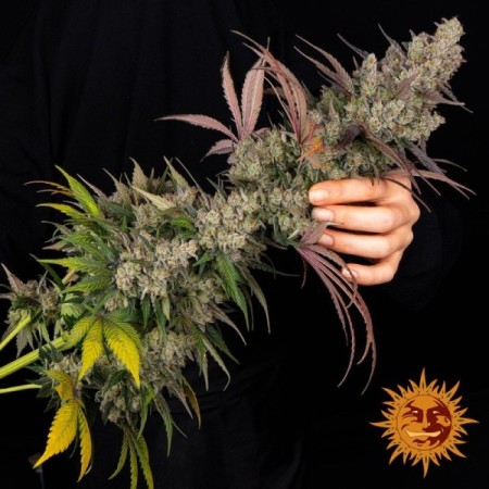 Kush Mintz - Barney's Farm Seeds | Feminized Cannabis Seeds