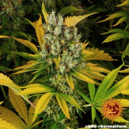GMO - Barney's Farm Seeds | Feminized Cannabis Seeds