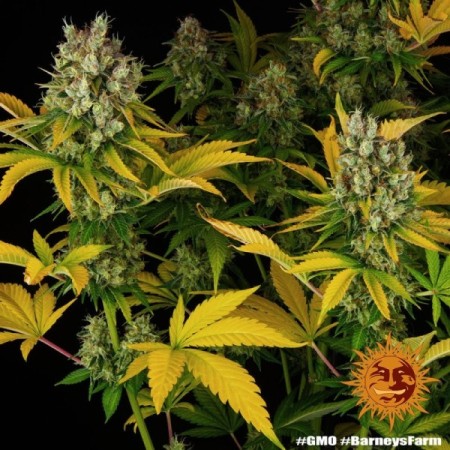 GMO - Barney's Farm Seeds | Feminized Cannabis Seeds